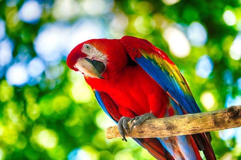 How to Care for a Parrot - Pet Supplies Plus