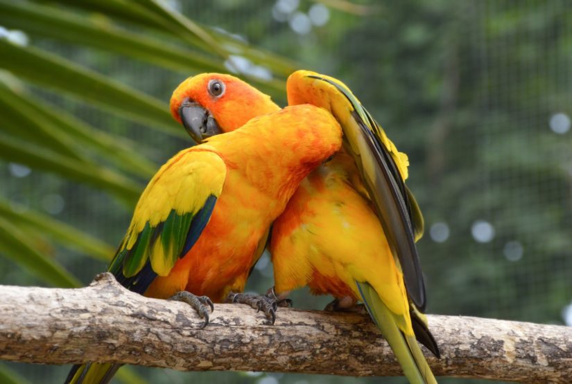 The plight of pet parrots - BC SPCA