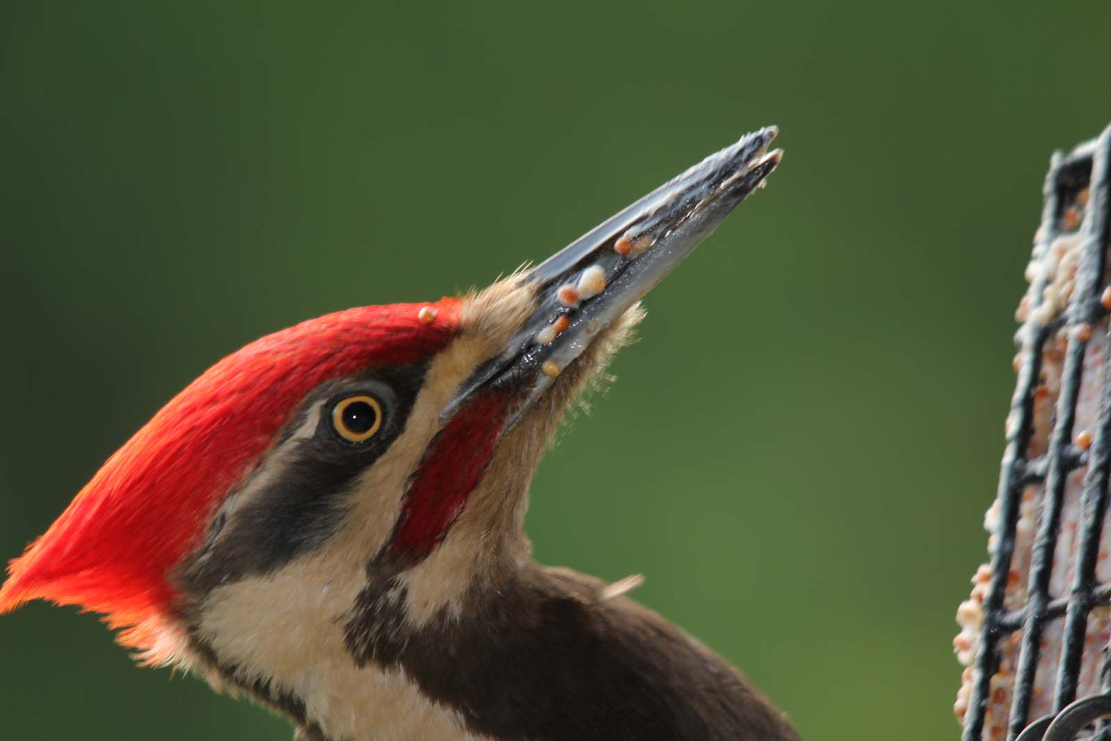 Close up shot of pileated woodpecker eating