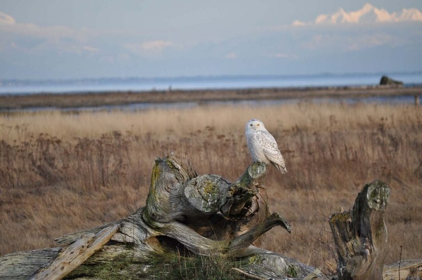 Wild snowy owl near water sitting on log