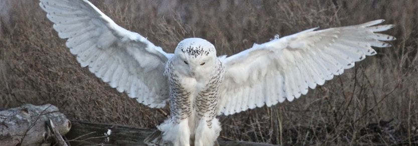 Wild snowy owl on stump with wings spread out
