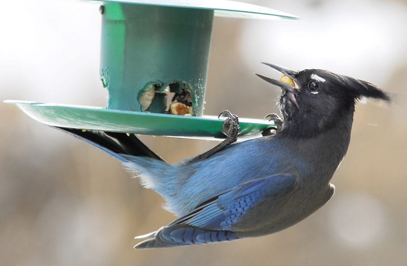 Wild stellar jay bird hanging off a bird feeder eating seeds