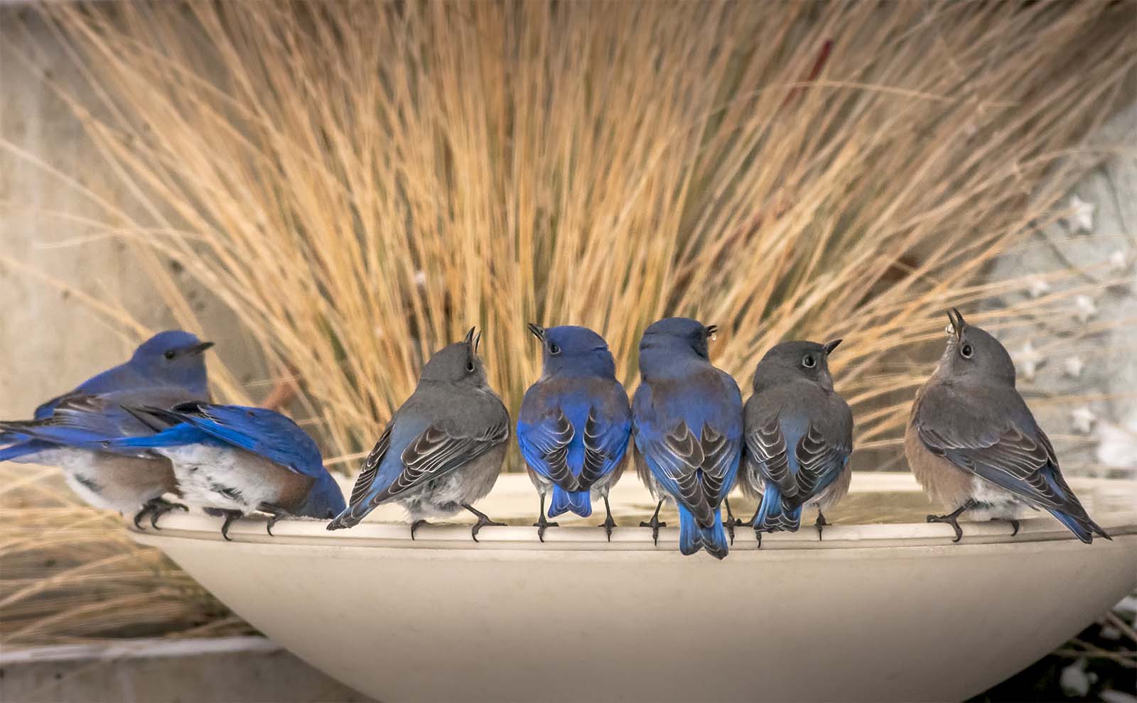 Group of wild western bluebirds sitting on edge of bird fountain eating and drinking