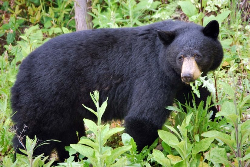 Wild black bear eating plants in forest
