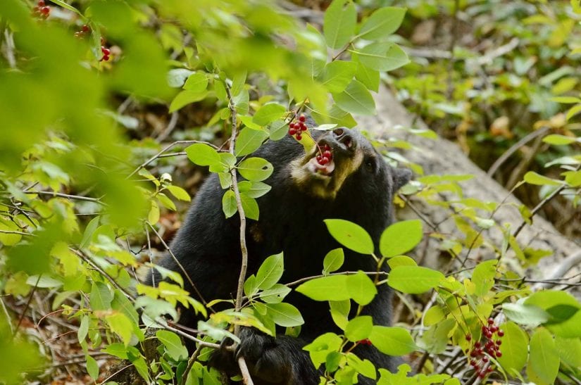 Wild black bear eating red berries off branch