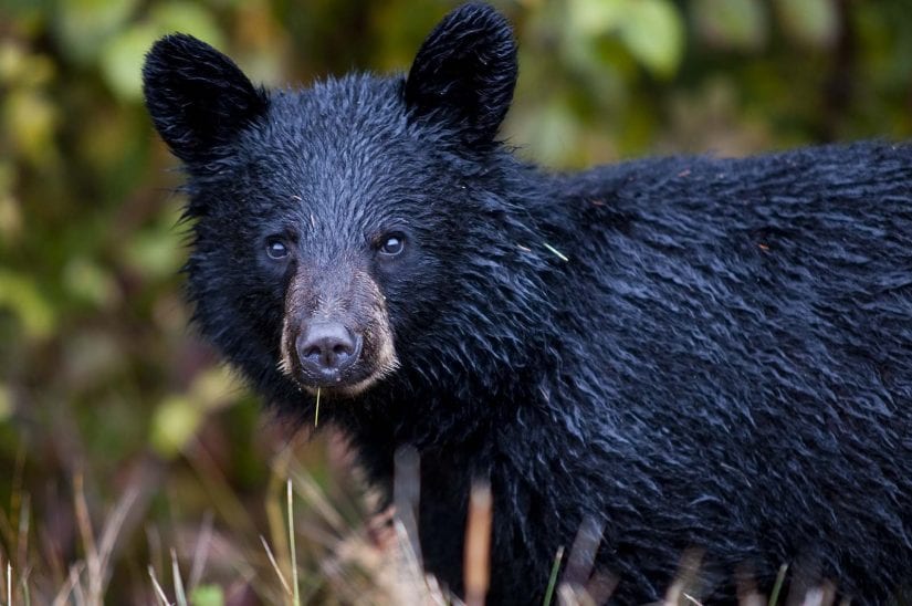 Young wild black bear wet from water eating grass