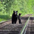 Black bear mom and cub on rail tracks