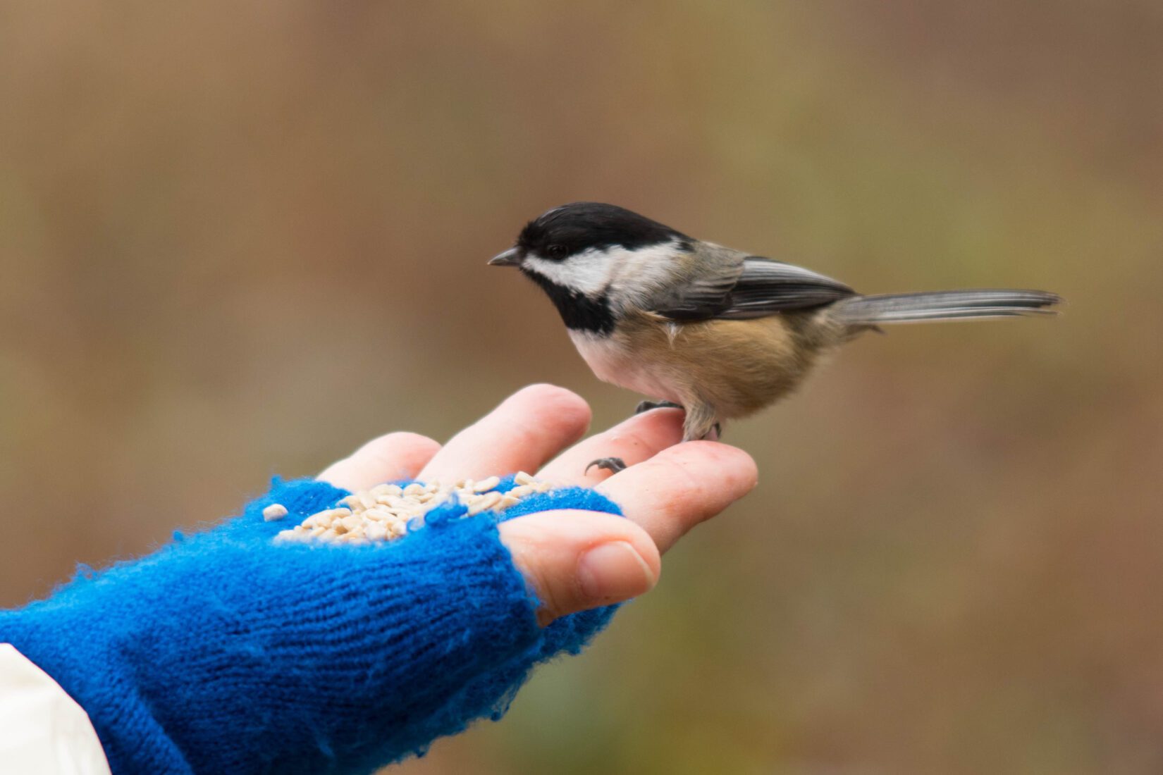 Black-capped chickadee eating seeds from hand