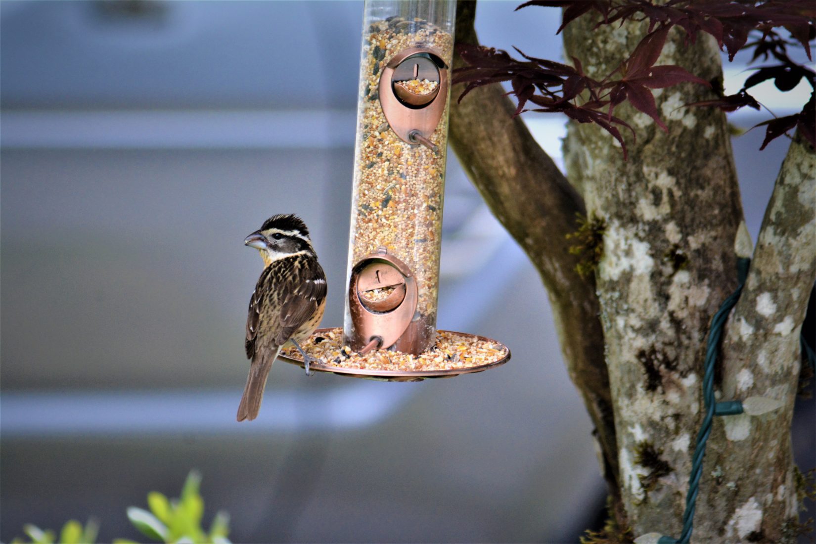 How to Clean Your Bird Feeder  All About Birds All About Birds