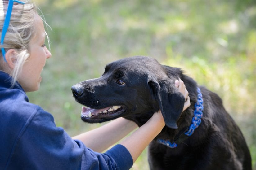 black lab smiling with person