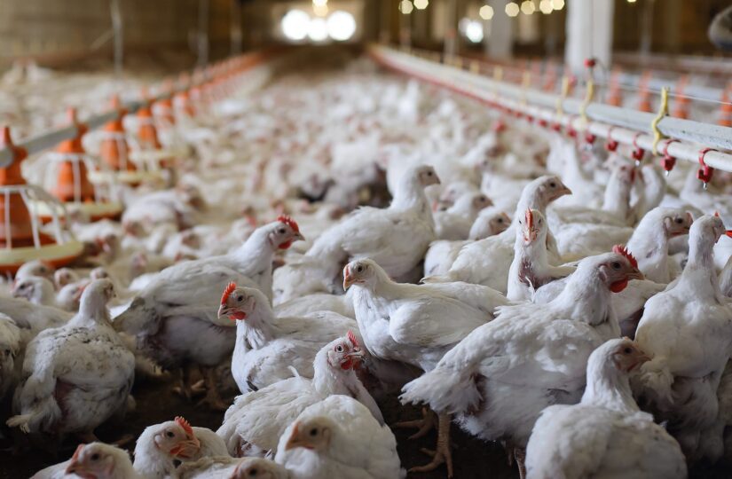 How Many Poultry Farms Are There in the U.S.?