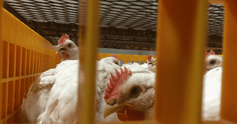 Chickens being transported