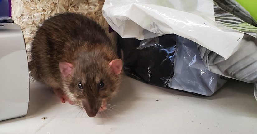 How To Get Rid Of Rats  Do-It-Yourself Pest Control