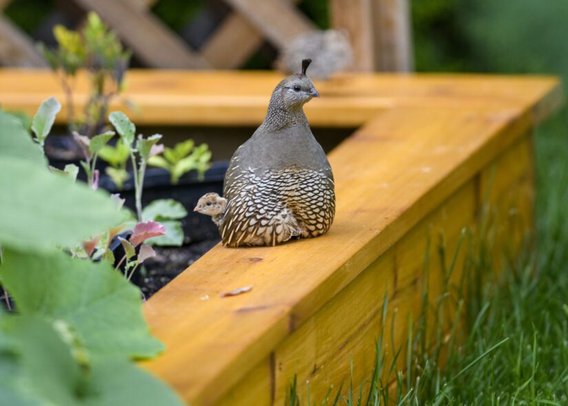 California quail mother and chick