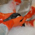 An oiled Canada goose gets a bath