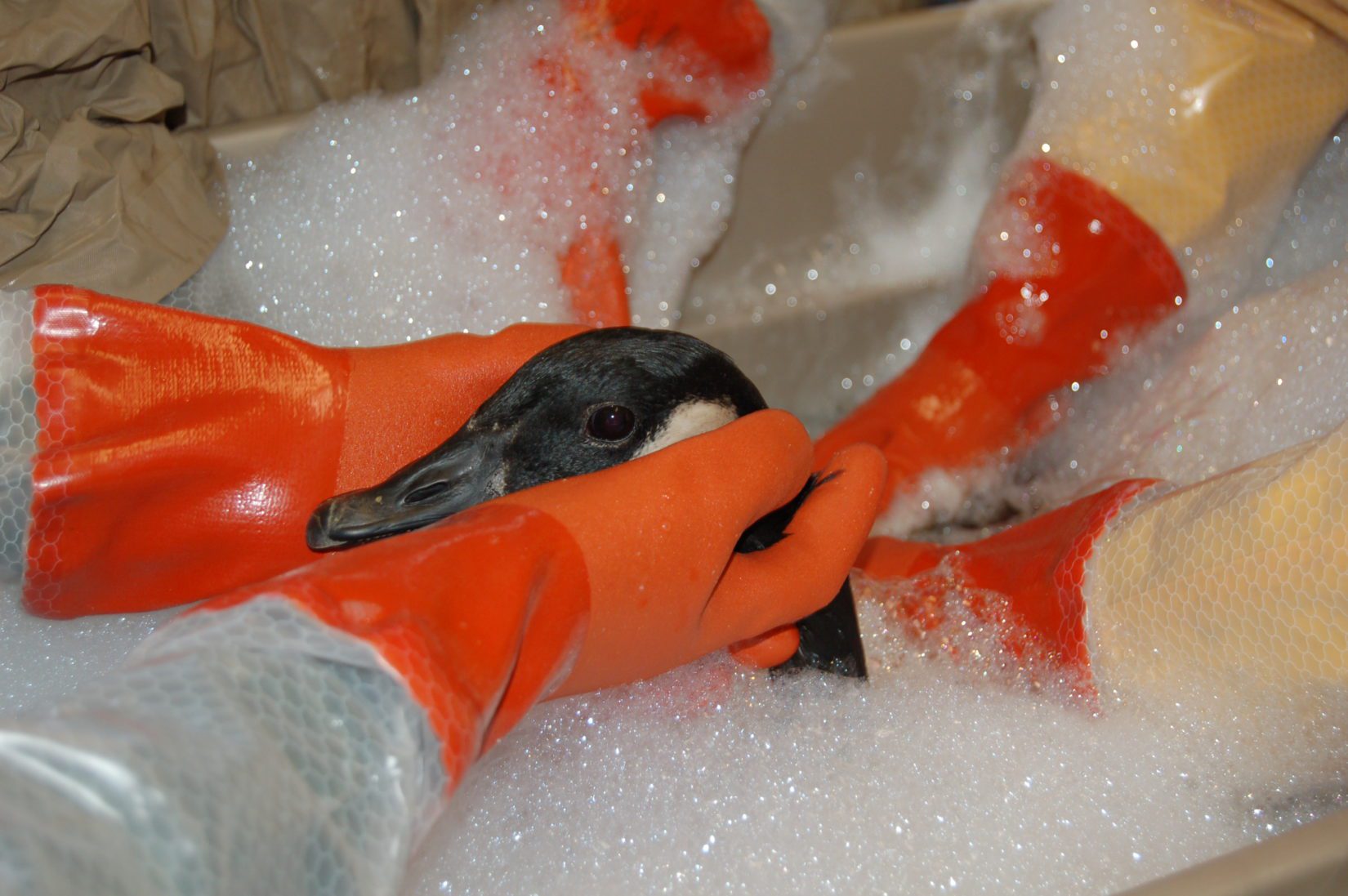 An oiled Canada goose gets a bath