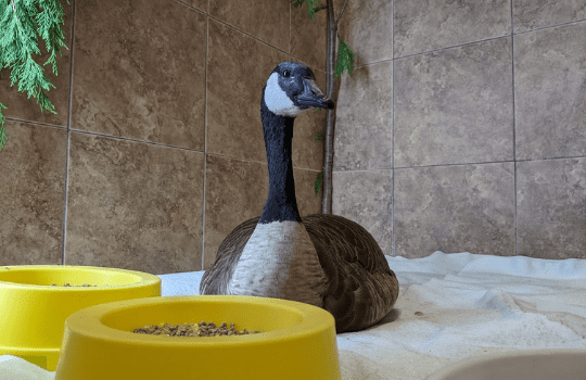 Canada goose sitting near food bowls