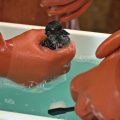 Cassin's auklet in an oil spill bath at Wild ARC