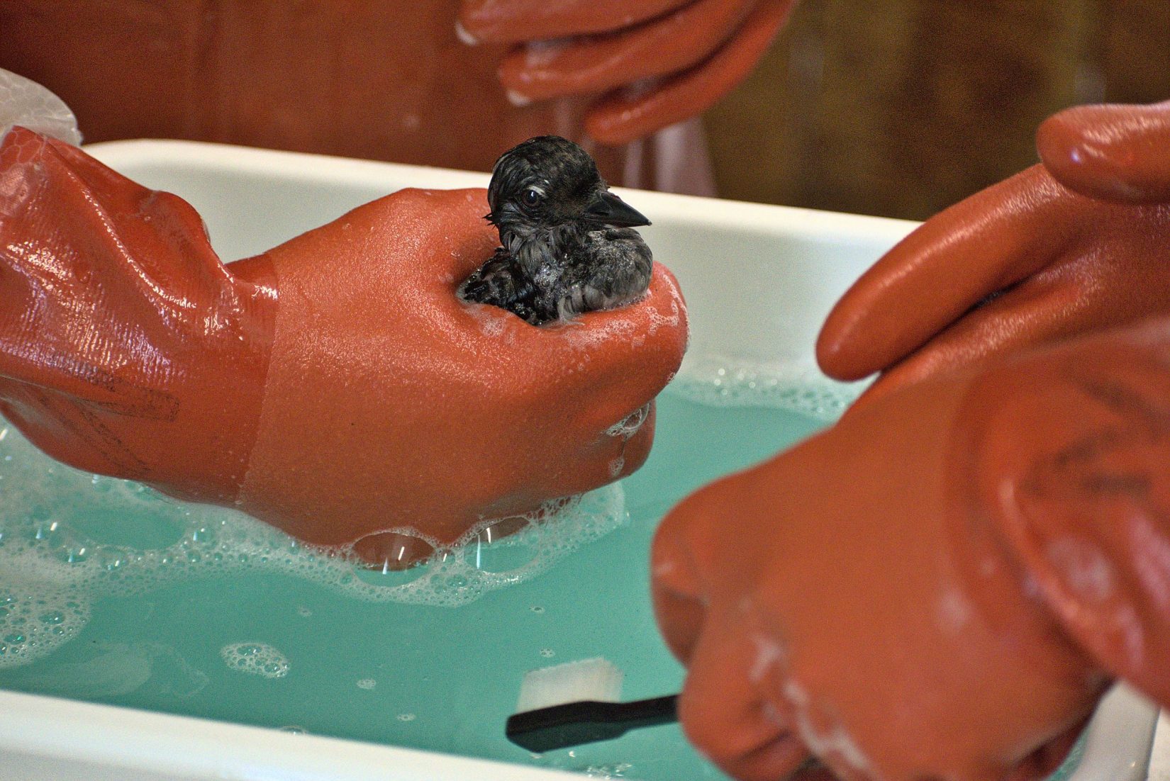 Cassin's auklet in an oil spill bath at Wild ARC