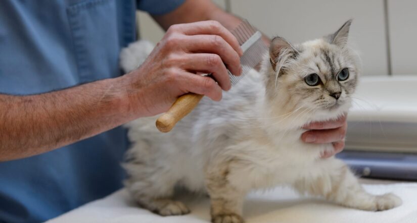 Pretty cat at vet getting checked for fleas