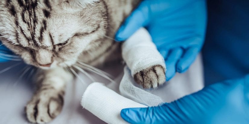 Cat at vet clinic getting paw bandaged