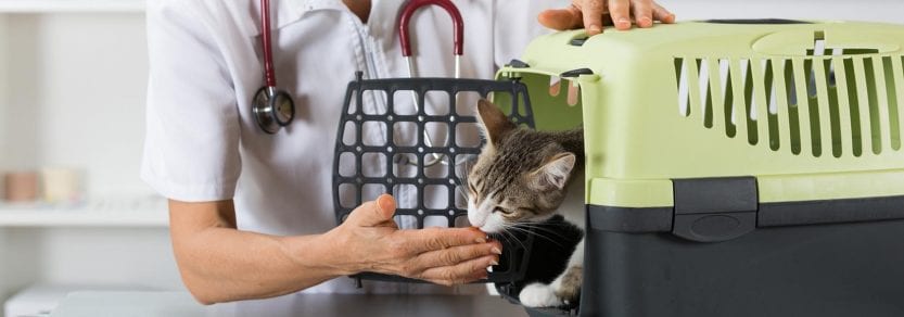 Veterinarian giving cat a treat at clinic check up