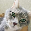 Gorgeous green eyed muted calico cat
