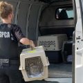 officer loading animals being evacuated from wildfires