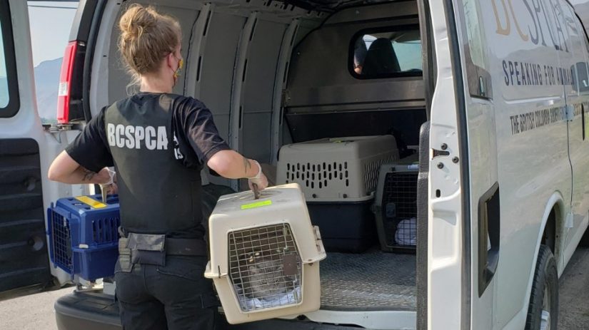 officer loading animals being evacuated from wildfires