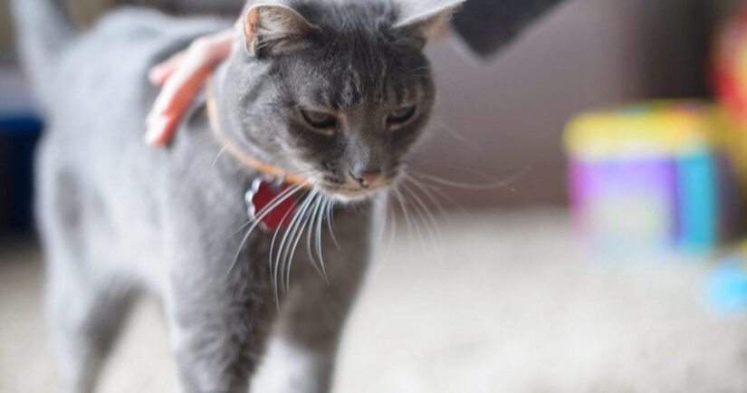 Grey cat being petting at home wearing id