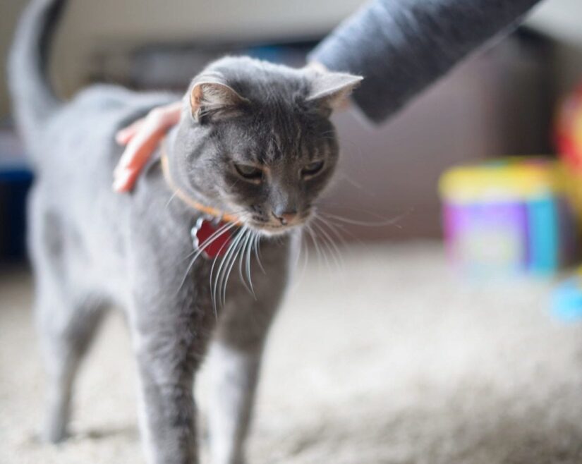 Grey cat being petting at home wearing id