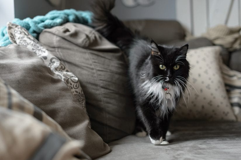 Wide eyed black and white cat wearing collar with id indoors on couch