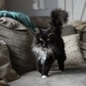 Cat wearing collar with id indoors walking towards camera on couch with fluffy tail lifted up