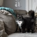Black and white cat wearing collar with id looking curiously forward on top of couch indoors