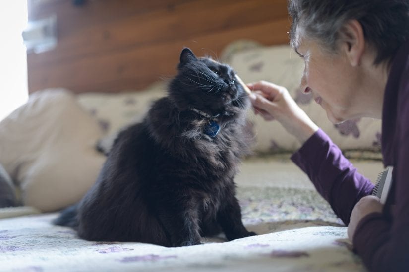 Black cat wearing id indoors being brushed by woman