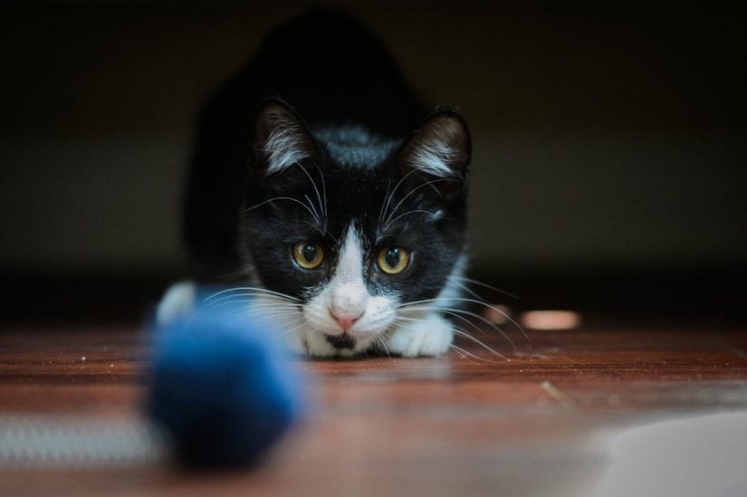 Playful black and white kitten crouching down ready to pounce on blue toy ball