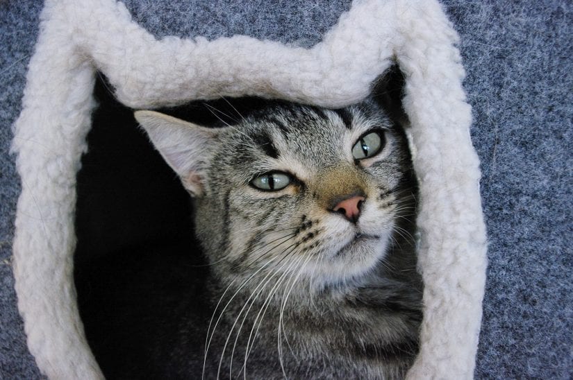 Sleepy cat looking through cat face shaped opening of post