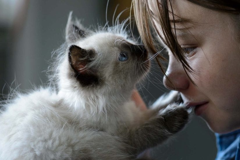 Cute kitten nose to nose with a woman