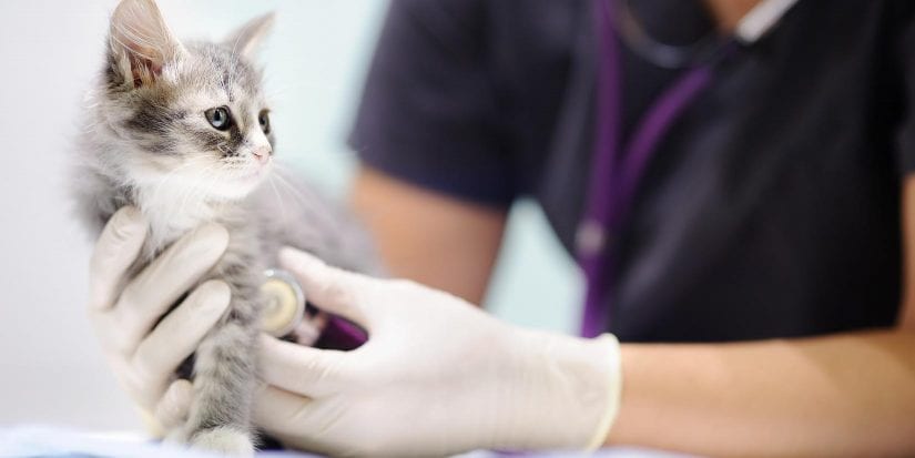 Veterinarian at clinic is examining a cute kitten