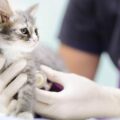 Veterinarian at clinic is examining a cute kitten