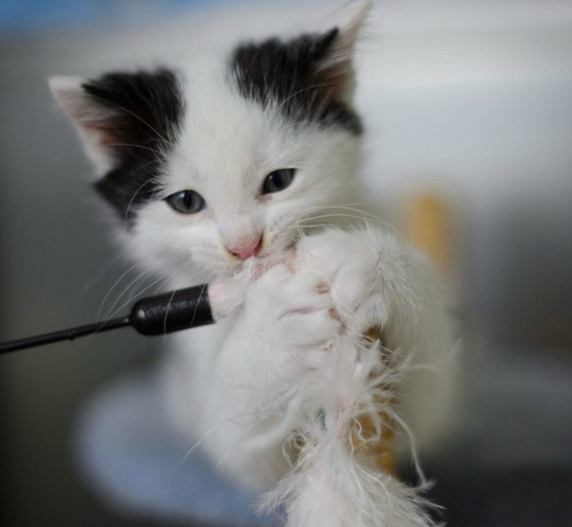 Cute black and white kitten playing with and biting onto feather wand toy