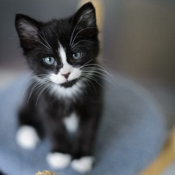 Ways to help animals Ways to help animals