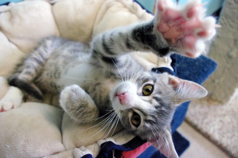 Cute cat reaching up paw playing from bed