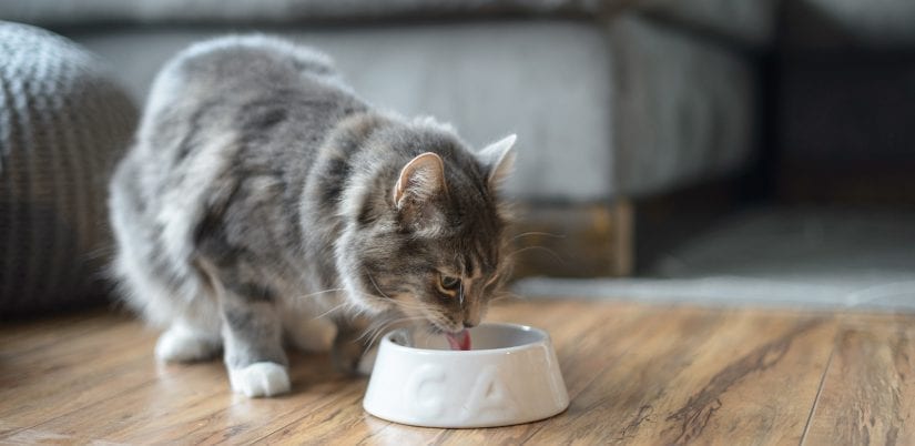 Cat drinking out of bowl on wood floor