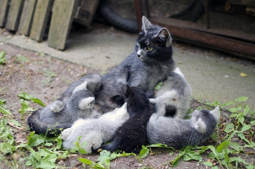 Feral mother cat nursing her kitten litter outdoors