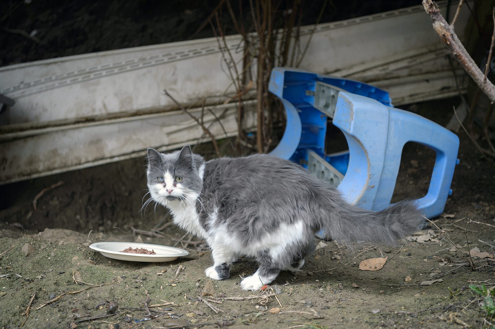 Feral stray cat with different coloured eyes looking back at camera near plate with placed food