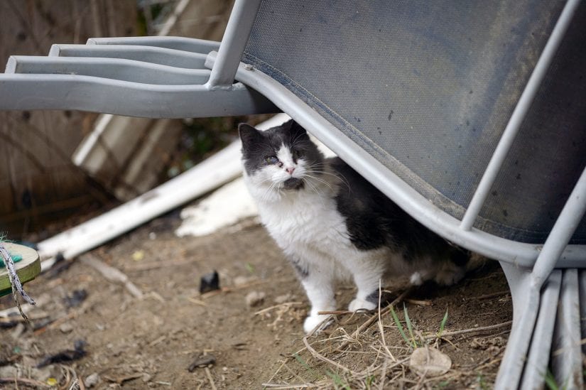 Feral stray cat looking curiously from under chairs