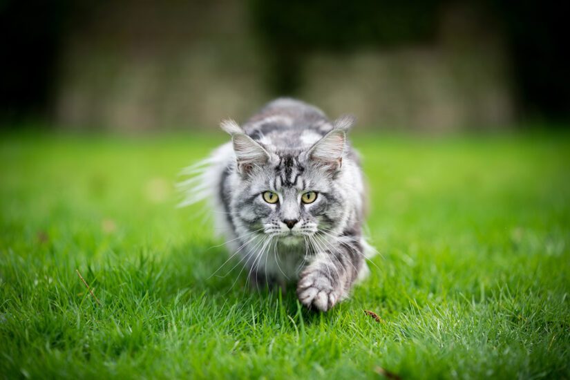 Ask the SPCA: Cat petting aggression - BC SPCA