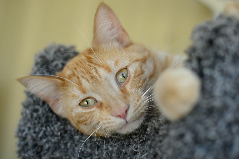 Cute ginger coloured cat lying down on cat perch post looking into lens