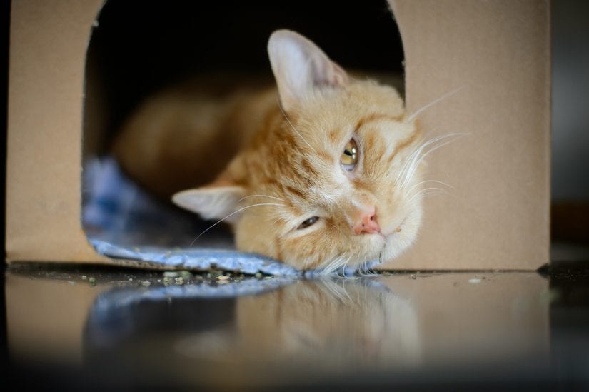 Cute ginger coloured cat lying down sleepy in a hide perch and go box